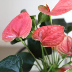 Pink Anthurium -Nature Grove Shop Sweet Dream Pink Anthurium 1