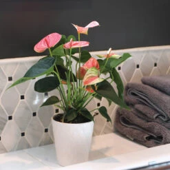 Pink Anthurium -Nature Grove Shop Sweet Dream Pink Anthurium 2