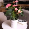 Pink Anthurium -Nature Grove Shop Sweet Dream Pink Anthurium 600x600 1