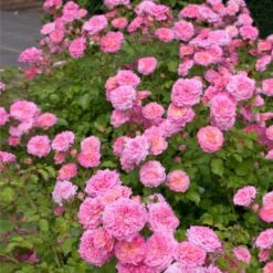 Sweet Drift® Rose -Nature Grove Shop Sweet Drift Rose 1