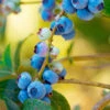 Toro Blueberry Bush - USDA Organic -Nature Grove Shop TOro Blueberry FGT 600x600 e4f3fb9a 3ef4 4fa5 a0e6 10c35afd23a2