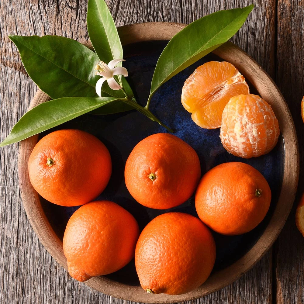 Tangelo Tree 6 Tangelo Tree - Image 4