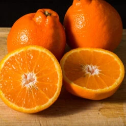 Tangelo Tree 13 Tangelo Tree -Nature Grove Shop Tangelo 3 FGT