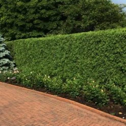 'Techny' Cold Hardy Thuja Tree 7 'Techny' Cold Hardy Thuja Tree -Nature Grove Shop Techny Thuja 2