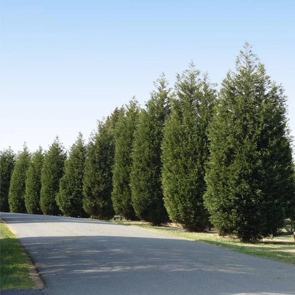 'Techny' Cold Hardy Thuja Tree 3 'Techny' Cold Hardy Thuja Tree