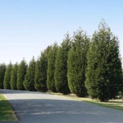 Nature Grove Shop -Nature Grove Shop Techny Thuja Tree