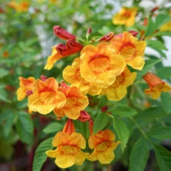 New Products -Nature Grove Shop Tecoma Orange jubilee 3 FGT