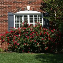 The Grand Champion™ Rose -Nature Grove Shop The Grand Champion Rose 1