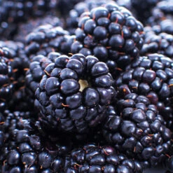 Thornless Blackberry 8 Thornless Blackberry -Nature Grove Shop Thornless Blackberry 1