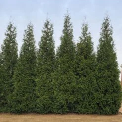 Junior Giant Thuja Tree -Nature Grove Shop Thuja Junior Giant BB 2