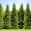Junior Giant Thuja Tree 2 Junior Giant Thuja Tree -Nature Grove Shop Thuja Junior Giant FGT