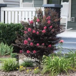 Thunderstruck™ Coral Boom™ Crape Myrtle Tree -Nature Grove Shop Thunderstruck Coral Bloom 6