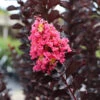 Thunderstruck™ Coral Boom™ Crape Myrtle Tree -Nature Grove Shop Thunderstruck Coral Bloom FGT 600x600 78393993 bc09 480e a4f5 ada4b665bac2