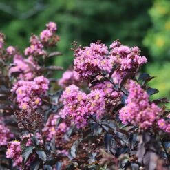Thunderstruck™ Lavender Blast™ Crape Myrtle Tree 8 Thunderstruck™ Lavender Blast™ Crape Myrtle Tree -Nature Grove Shop Thunderstruck Lavender Blast 2 FGT