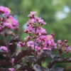Thunderstruck™ Lavender Blast™ Crape Myrtle Tree 1 Thunderstruck™ Lavender Blast™ Crape Myrtle Tree -Nature Grove Shop Thunderstruck Lavender Blast 600x600 81d57003 73b0 45d7 97c0 81ead196b77d