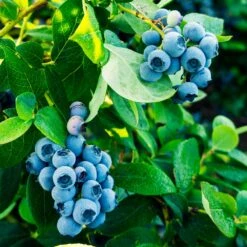 Tifblue Blueberry Bush -Nature Grove Shop TifBlue Blueberry 1