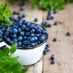 Tifblue Blueberry Bush -Nature Grove Shop TifBlue Blueberry 4