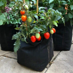 Patio Tomato Garden -Nature Grove Shop Tomato Garden kit 1