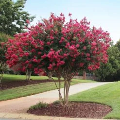 Tonto Crape Myrtle Tree -Nature Grove Shop Tonto Crape Myrtle 2