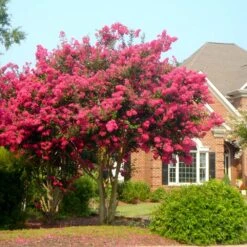 New Products -Nature Grove Shop Tonto Crape Myrtle 4 FGT