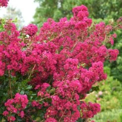 Tonto Crape Myrtle Tree -Nature Grove Shop Tonto Crape Myrtle 5 FGT