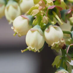 Top Hat Blueberry Bush 10 Top Hat Blueberry Bush -Nature Grove Shop TopHat BLueberry 3