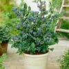 Top Hat Blueberry Bush -Nature Grove Shop Tophat BLueberry FGT 600x600 a5719f76 8f23 4e54 96ff 2e9680dd339f