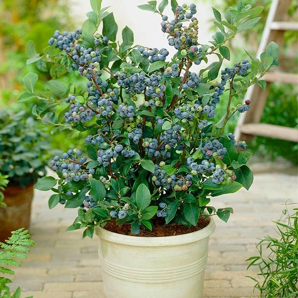 Top Hat Blueberry Bush 3 Top Hat Blueberry Bush