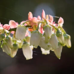 Toro Blueberry Bush - USDA Organic -Nature Grove Shop Toro Blueberry 3 1cbc3ceb 6262 43bb 917a 490851827d67
