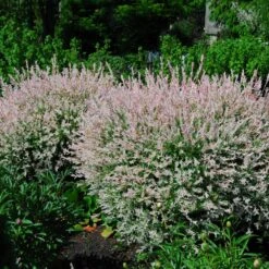 Tri-Color Dappled Willow -Nature Grove Shop Tri Color Willow Shrub 2