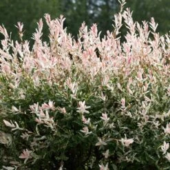 Tri-Color Dappled Willow -Nature Grove Shop Tri color Willow 1 FGT