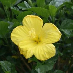 Yellow Tropical Hibiscus Tree 8 Yellow Tropical Hibiscus Tree -Nature Grove Shop Tropical Hibiscus Yellow 3