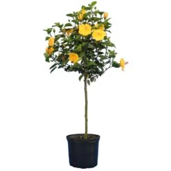 Yellow Tropical Hibiscus Tree 9 Yellow Tropical Hibiscus Tree -Nature Grove Shop Tropical Hibiscus Yellow 4