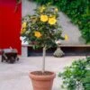 Yellow Tropical Hibiscus Tree 1 Yellow Tropical Hibiscus Tree -Nature Grove Shop Tropical Hibiscus Yellow FGT 600x600 fc3eae3c 4fde 45b0 8545 fdf2d03ffcb8
