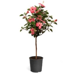 Pink Tropical Hibiscus Tree 11 Pink Tropical Hibiscus Tree -Nature Grove Shop Tropical Pink Hibiscus 2