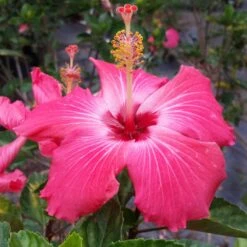 Pink Tropical Hibiscus Tree 9 Pink Tropical Hibiscus Tree -Nature Grove Shop Tropical Pink Hibiscus 3 FGT