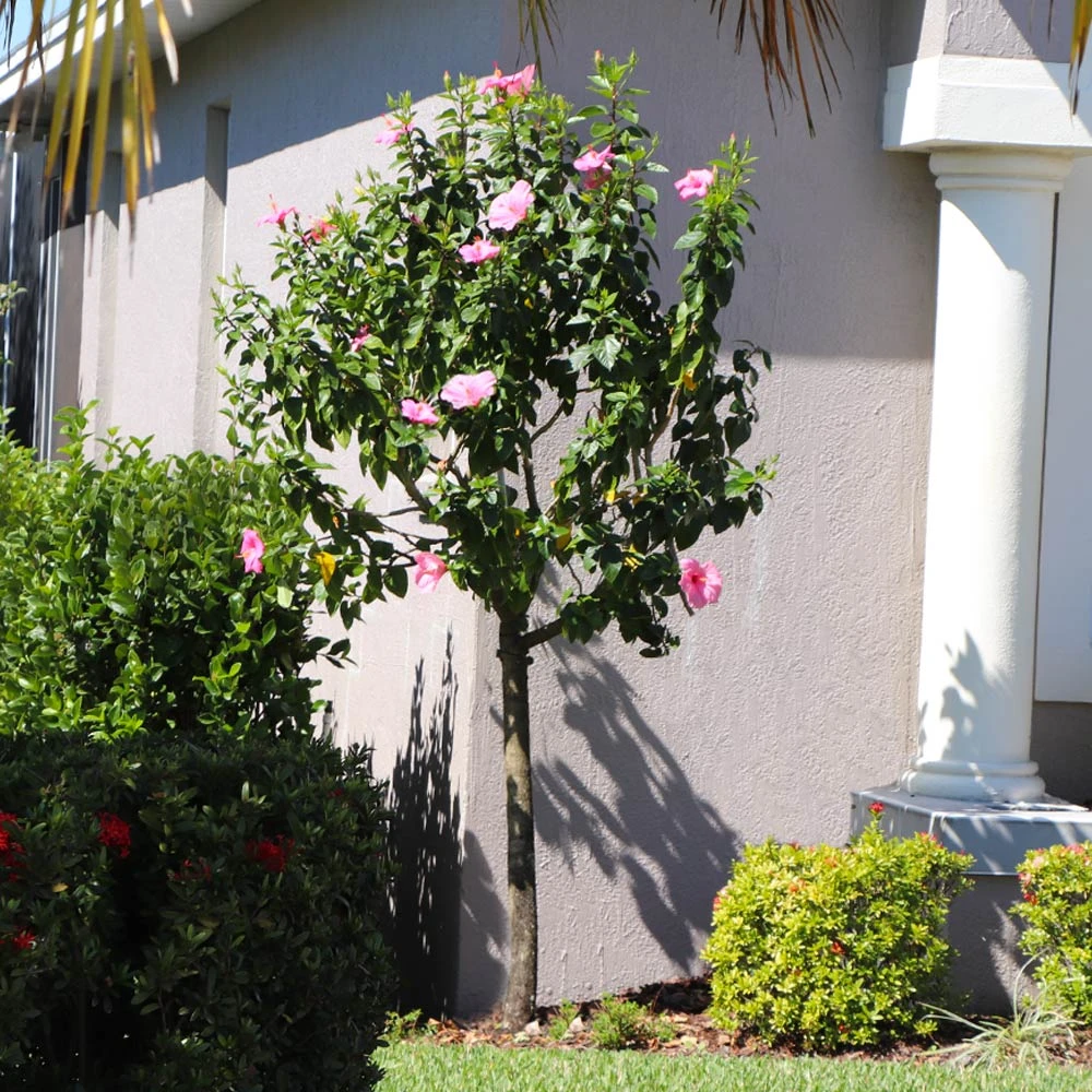 Pink Tropical Hibiscus Tree 6 Pink Tropical Hibiscus Tree - Image 4