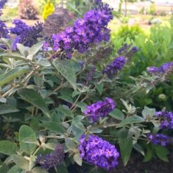 True Blue Butterfly Bush (Tree Form) -Nature Grove Shop True Blue Butterfly 1