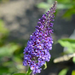 True Blue Butterfly Bush (Tree Form) -Nature Grove Shop True Blue Butterfly 3 BB