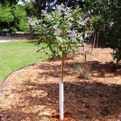 True Blue Butterfly Bush (Tree Form) -Nature Grove Shop True Blue Butterfly 5