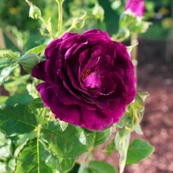 Twilight Rose Shrub -Nature Grove Shop Twilight Rose Shrub 1