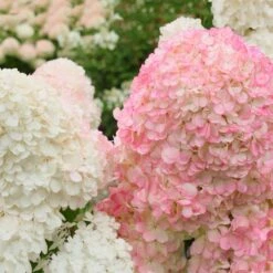 Vanilla Strawberry™ Hydrangea Shrub -Nature Grove Shop Vanilla Strawberry Hydrangea 2 FGT