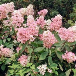 Vanilla Strawberry™ Hydrangea Shrub -Nature Grove Shop Vanilla Strawberry Hydrangea 3 FGT