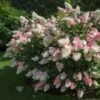Vanilla Strawberry™ Hydrangea Shrub -Nature Grove Shop Vanilla Strawberry Hydrangea FGT 600x600 4867194f d96b 47ef 8e0e 42a2f236ee41
