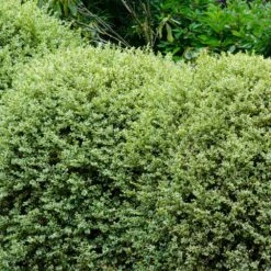 Variegated Boxwood Shrub 8 Variegated Boxwood Shrub -Nature Grove Shop Variegated Boxwood 1