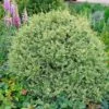 Variegated Boxwood Shrub -Nature Grove Shop Variegated Boxwood FGT 600x600 15885245 1f25 4136 b802 41814201f8b5