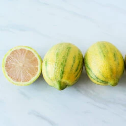 Pink Variegated Eureka Lemon Bush 8 Pink Variegated Eureka Lemon Bush -Nature Grove Shop Variegated Pink Eureka 2 BB