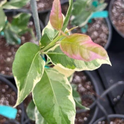 Pink Variegated Eureka Lemon Tree -Nature Grove Shop Variegated Pink Eureka 7 056a21e5 a8ca 49f0 ab7f 8c763a03bbd9