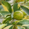Pink Variegated Eureka Lemon Tree 2 Pink Variegated Eureka Lemon Tree -Nature Grove Shop Variegated Pink Eureka FGT 600x600 28047feb ac18 41c2 bc96 59d832f1d942