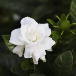 Gardenia 'Veitchii' Shrub 7 Gardenia 'Veitchii' Shrub -Nature Grove Shop Veitchii Gardenia 2 FGT